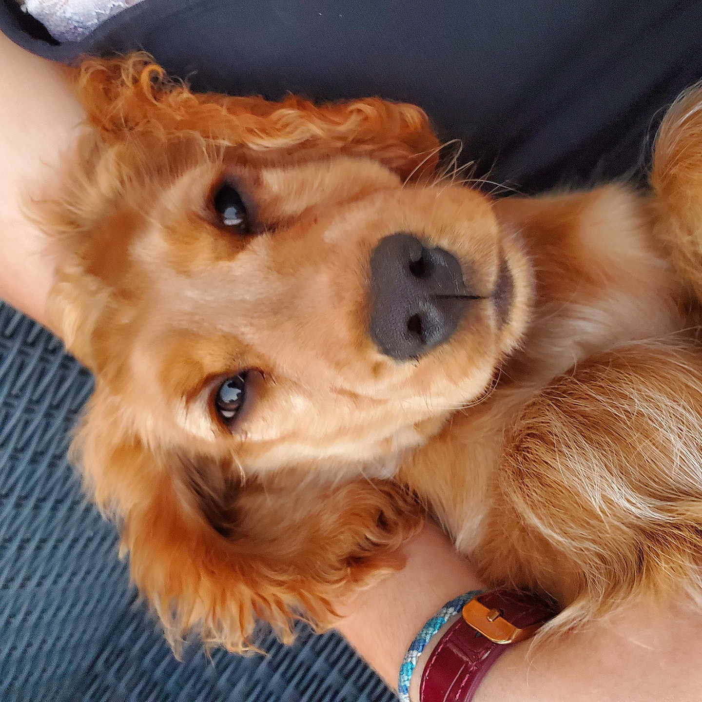 Appy participe au concours pour gagner de l'argent avec cette photo : adorable, animal, brown_fur, canine, close_up, companion, cute, dog, domestic_animal, friendly, fur, golden_retriever, lying_down, pet, portrait, puppy, relaxed, resting, watching, whiskers