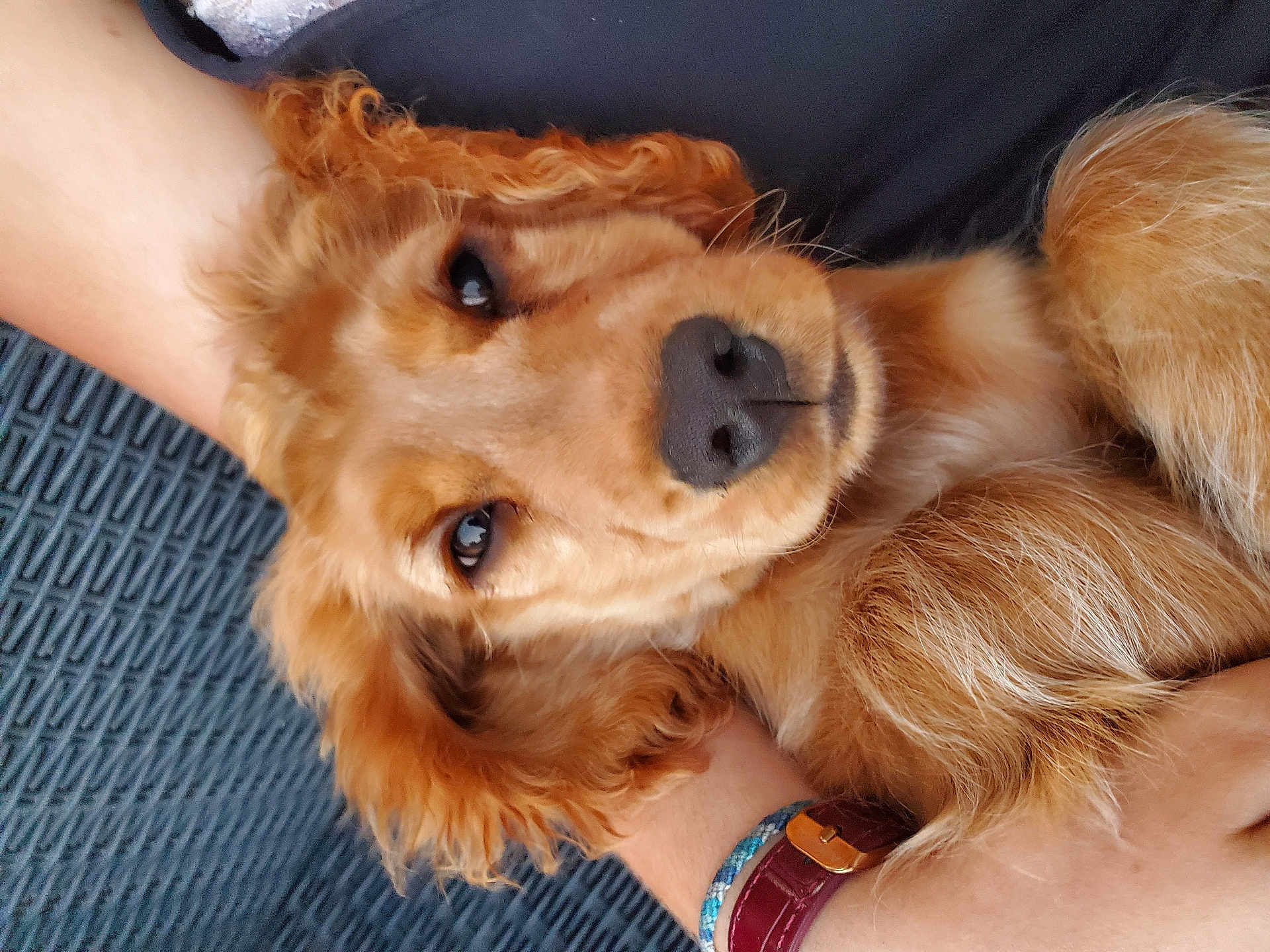 Appy participe au concours pour gagner de l'argent avec cette photo : dog, golden_retriever, puppy, close_up, fur, pet, animal, cute, relaxed, lying_down, companion, domestic_animal, canine, portrait, friendly, adorable, brown_fur, whiskers, watching, resting
