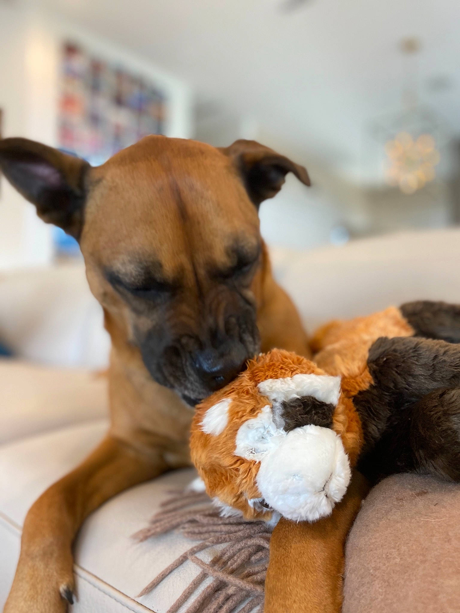 Solider joined the competition — help win amazing prizes! black_mouth_cur, boxer, bullmastiff, canidae, carnivore, companion_dog, dog, dog_breed, dog_toy, fawn, mammal, perro_de_presa_mallorquin, puppy, snout