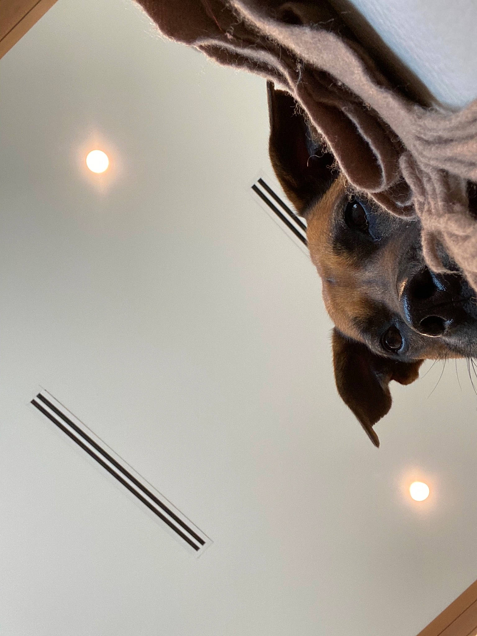Solider joined the competition — help win amazing prizes! ceiling, fawn, giraffe, giraffidae, metal, photography, snout