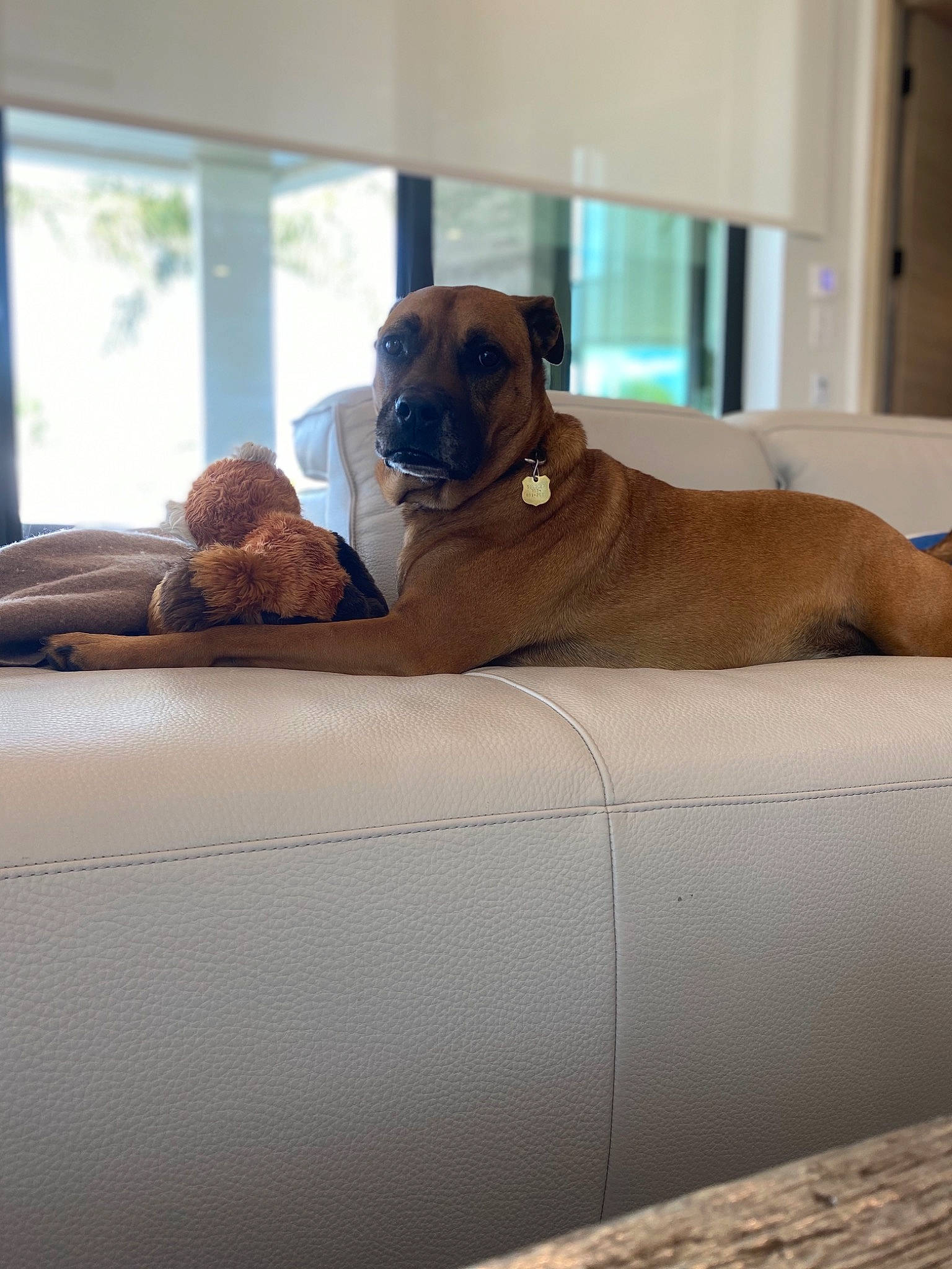 Solider is registered to the contest to win money with this photo: black_mouth_cur, boerboel, broholmer, bullmastiff, canidae, carnivore, comfort, companion_dog, dog, dog_breed, fawn, fila_brasileiro, furniture, home, mammal, rhodesian_ridgeback, tosa, window