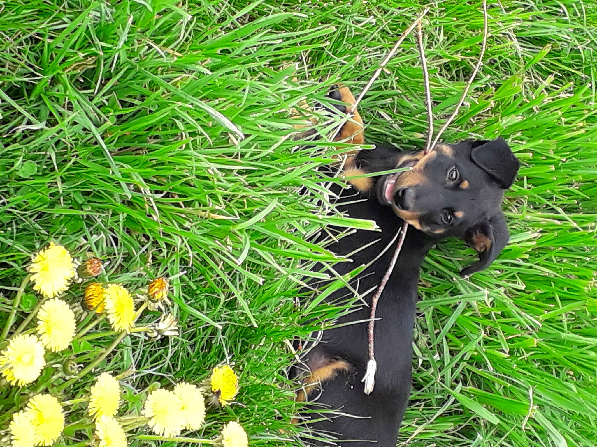 Louloute participe au concours pour gagner de l'argent avec cette photo : annual_plant, botany, canidae, carnivore, dog, dog_breed, flower, flowering_plant, grass, grass_family, grassland, groundcover, herbaceous_plant, petal, plant, shrub, terrestrial_animal, terrestrial_plant, wildlife, working_animal
