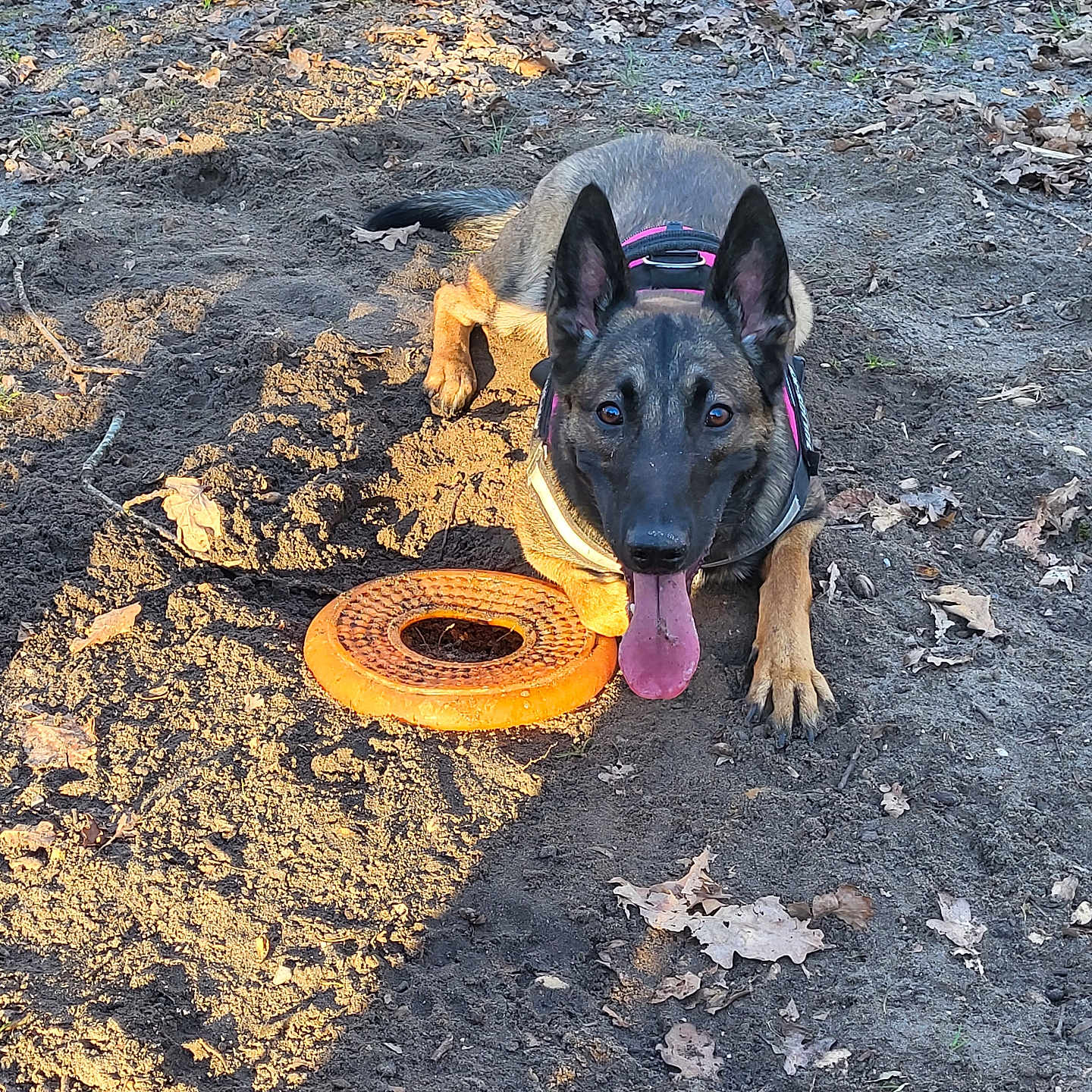 Sookie participe au concours pour gagner de l'argent avec cette photo : animal, ball, canine, dog, football, frisbee, germanshepherd, grass, hound, leash, outdoors, pet, plant, policedog, puppy, purple, soil, tire, toy, tree