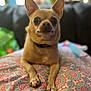 dog, tan_dog, small_dog, chihuahua, pet, animal, blanket, patterned_blanket, indoor, portrait, cute, ears, paws, sitting, looking_at_camera, curious, expression, furniture, blurred_background, home
