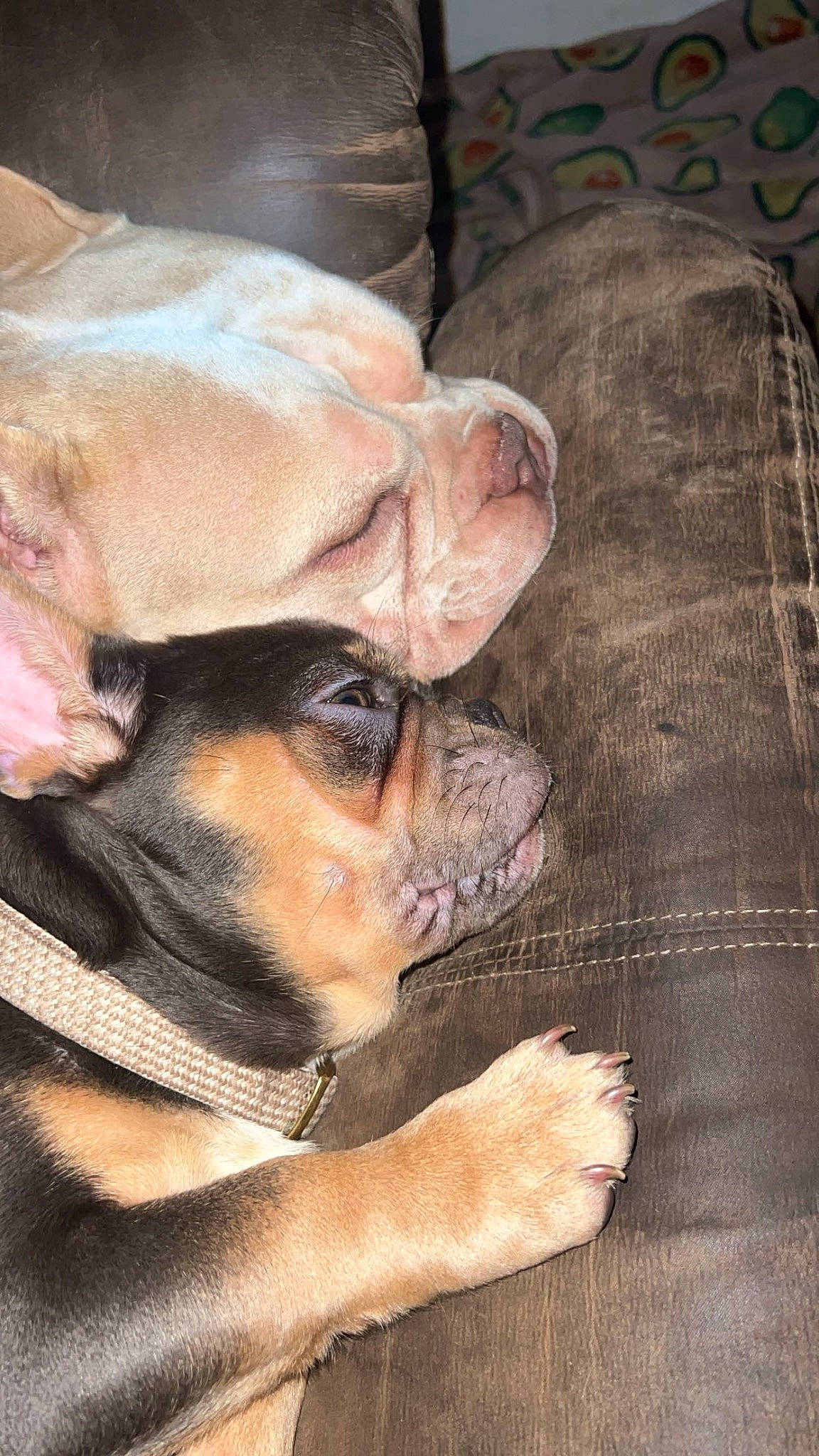 Dior joined the competition — help win amazing prizes! bulldog, canidae, carnivore, comfort, companion_dog, dog, dog_breed, ear, fawn, fur, guard_dog, paw, snout, sporting_group, terrestrial_animal, toy_dog, whiskers, wood, working_animal, wrinkle