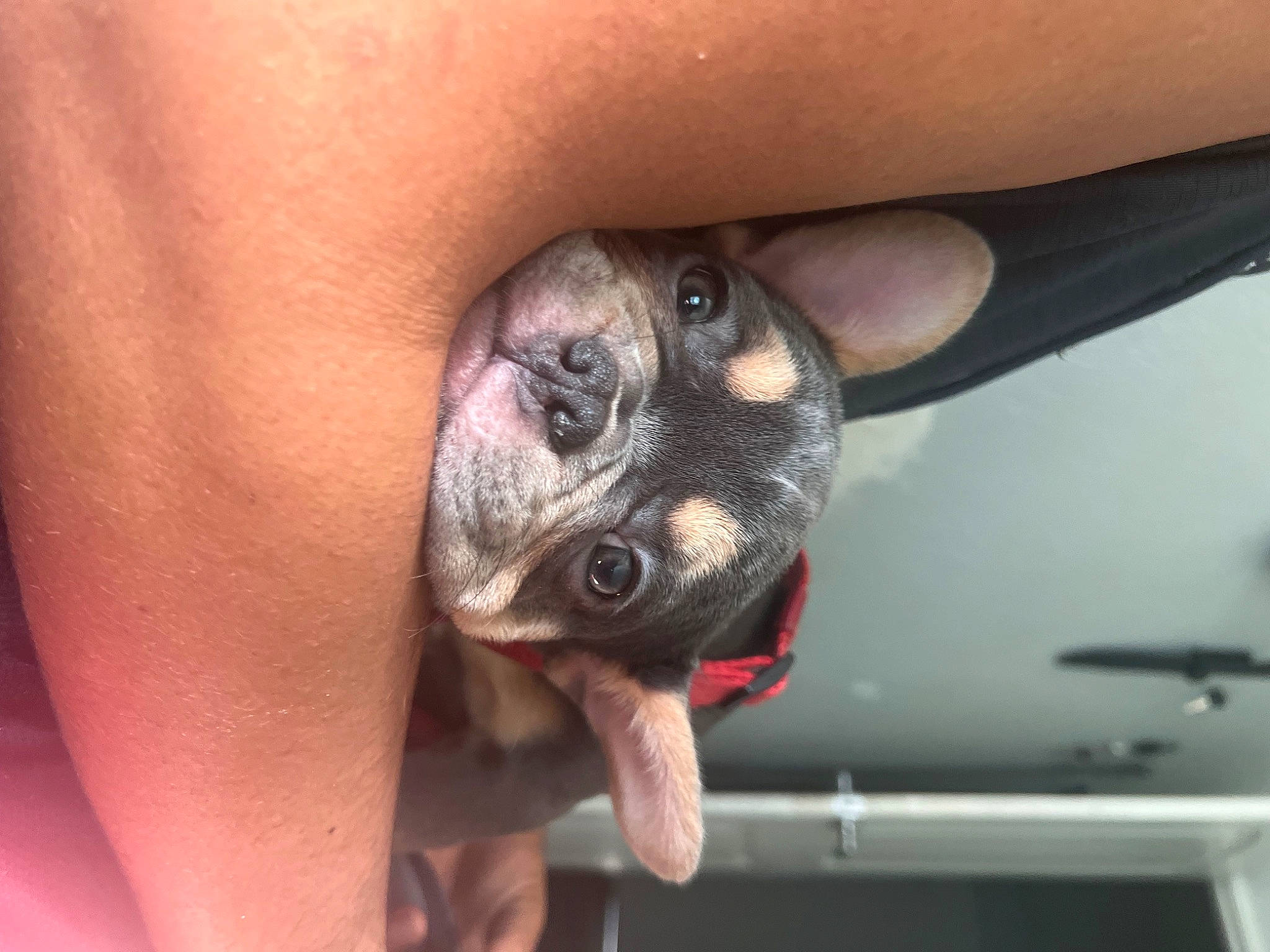 Dior joined the competition — help win amazing prizes! claw, companion_dog, dog, dog_breed, fawn, finger, foot, loggerhead_sea_turtle, nail, paw, reptile, snout, tail, terrestrial_animal, thumb, toe, wildlife, working_animal