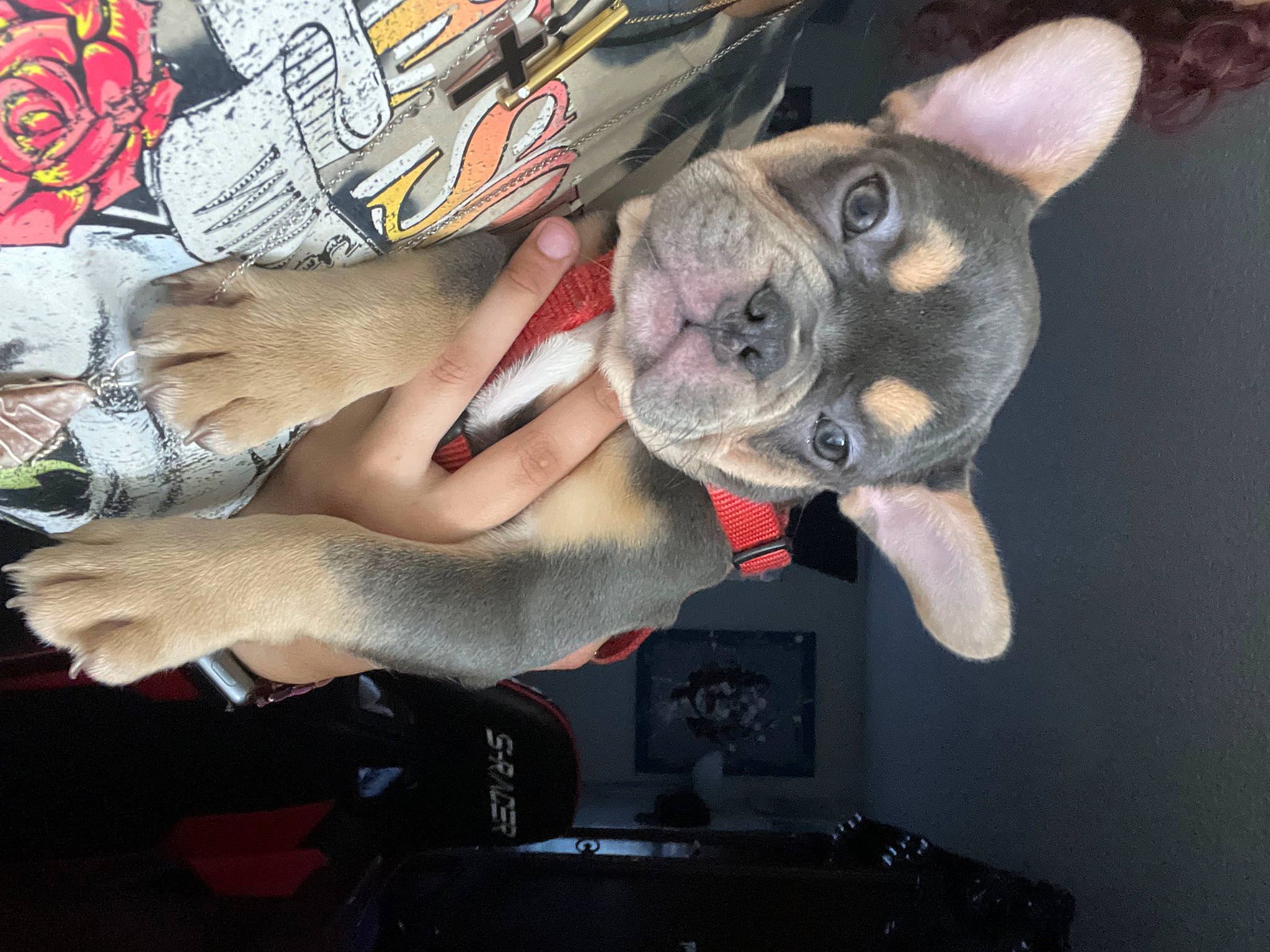 Dior is registered to the contest to win money with this photo: boston_terrier, canidae, carmine, carnivore, comfort, companion_dog, dog, dog_breed, ear, fawn, flesh, grey, human_leg, nail, snout, temporary_tattoo, thigh, toy_dog, working_animal, wrist