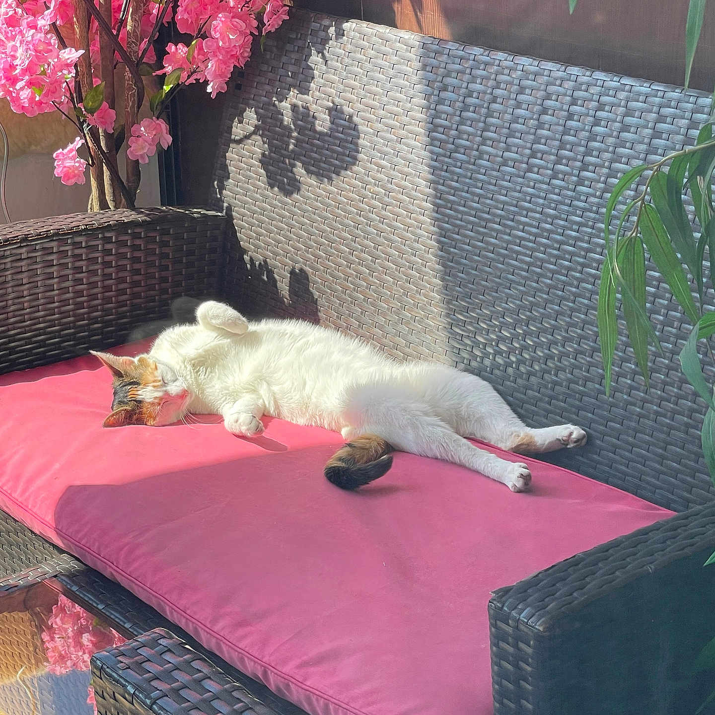 Noussy participe au concours pour gagner de l'argent avec cette photo : animal, canine, cat, chaise, couch, cushion, dog, dogbed, flower, flowerarrangement, furniture, homedecor, indoors, interiordesign, pet, petal, pillow, plant, puppy, table