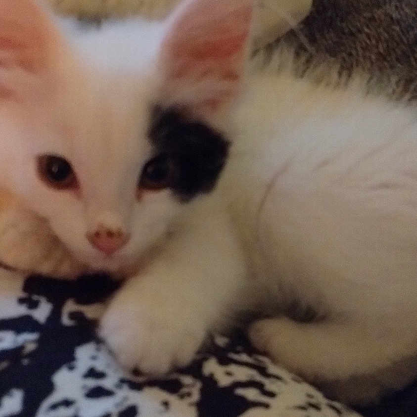 Patchie is registered to the contest to win money with this photo: abyssinian, angora, animal, blanket, cat, kitten, manx, person, pet, siamese, sleeping