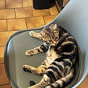 Ava a rejoint le concours — aidez-le/la à gagner de superbes lots ! cat, tabby, chair, indoor, relaxed, animal, pet, fur, striped, floor, tile, domestic, resting, whiskers, paw, seat, furniture, cute, cozy, mammal
