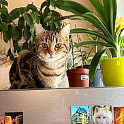 Ava participe au concours pour gagner de l'argent avec cette photo : animal, brown, cat, closeup, curious, decor, domestic, feline, flowerpot, fridge, greenery, home, indoor, leaf, magnet, pet, plant, postcard, striped, tabby