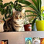 animal, brown, cat, closeup, curious, decor, domestic, feline, flowerpot, fridge, greenery, home, indoor, leaf, magnet, pet, plant, postcard, striped, tabby