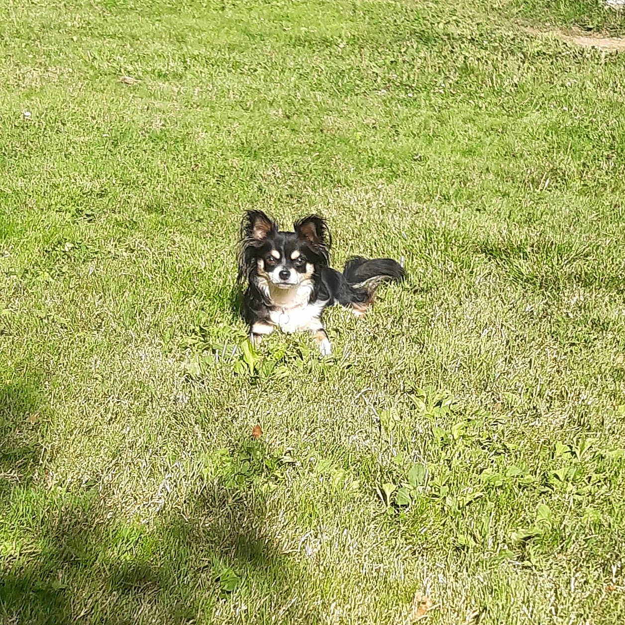 Royal participe au concours pour gagner de l'argent avec cette photo : animal, backyard, canine, dog, field, grass, grassland, green, herbal, herbs, lawn, nature, outdoors, park, pet, plant, puppy, summer, vegetation, yard