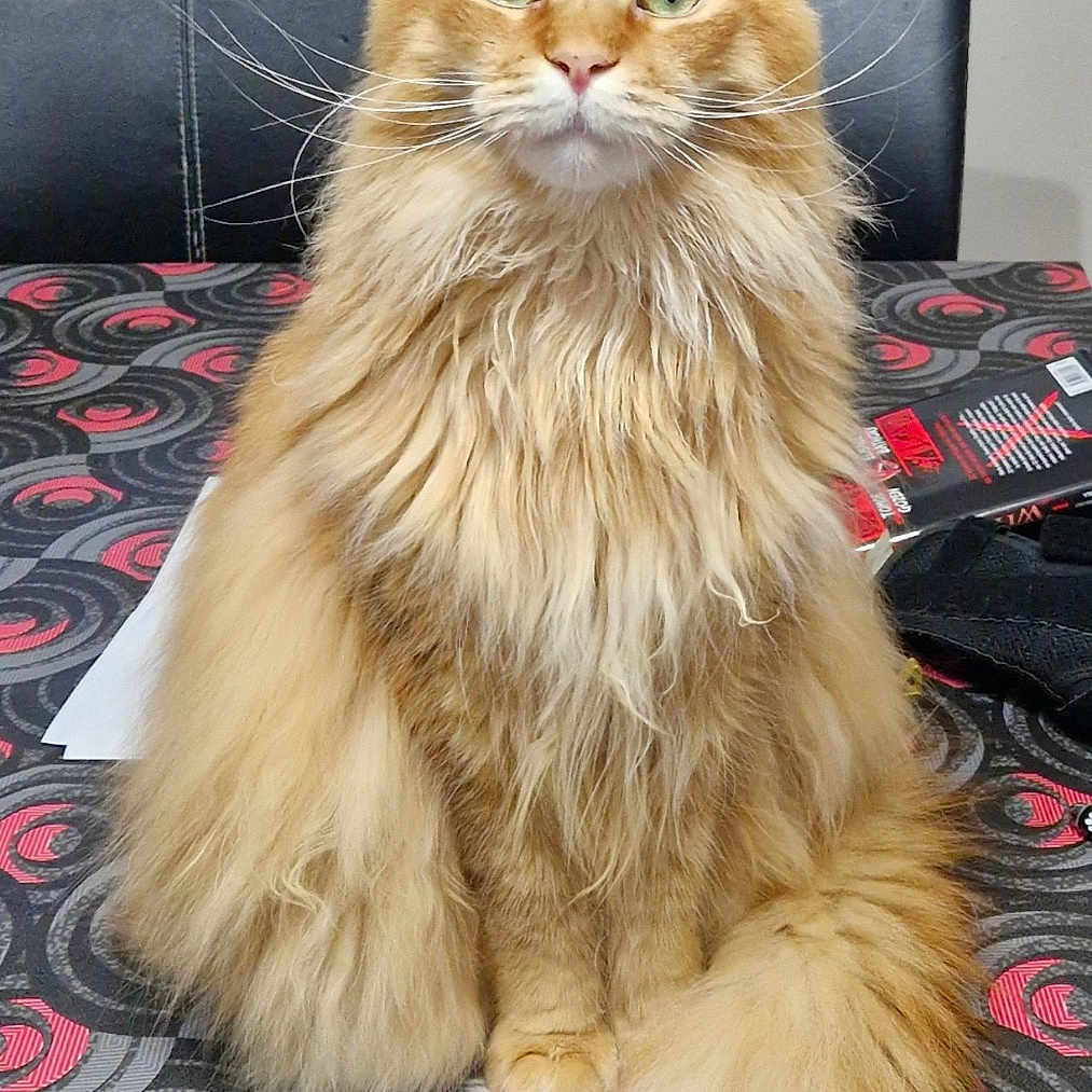 Freya participe au concours pour gagner de l'argent avec cette photo : cat, chair, curious, domestic_cat, feline, fluffy, fur, green_eyes, household, indoor, long_hair, looking_at_camera, orange_tabby, patterned, pet, sitting, table, tablecloth, tail, whiskers