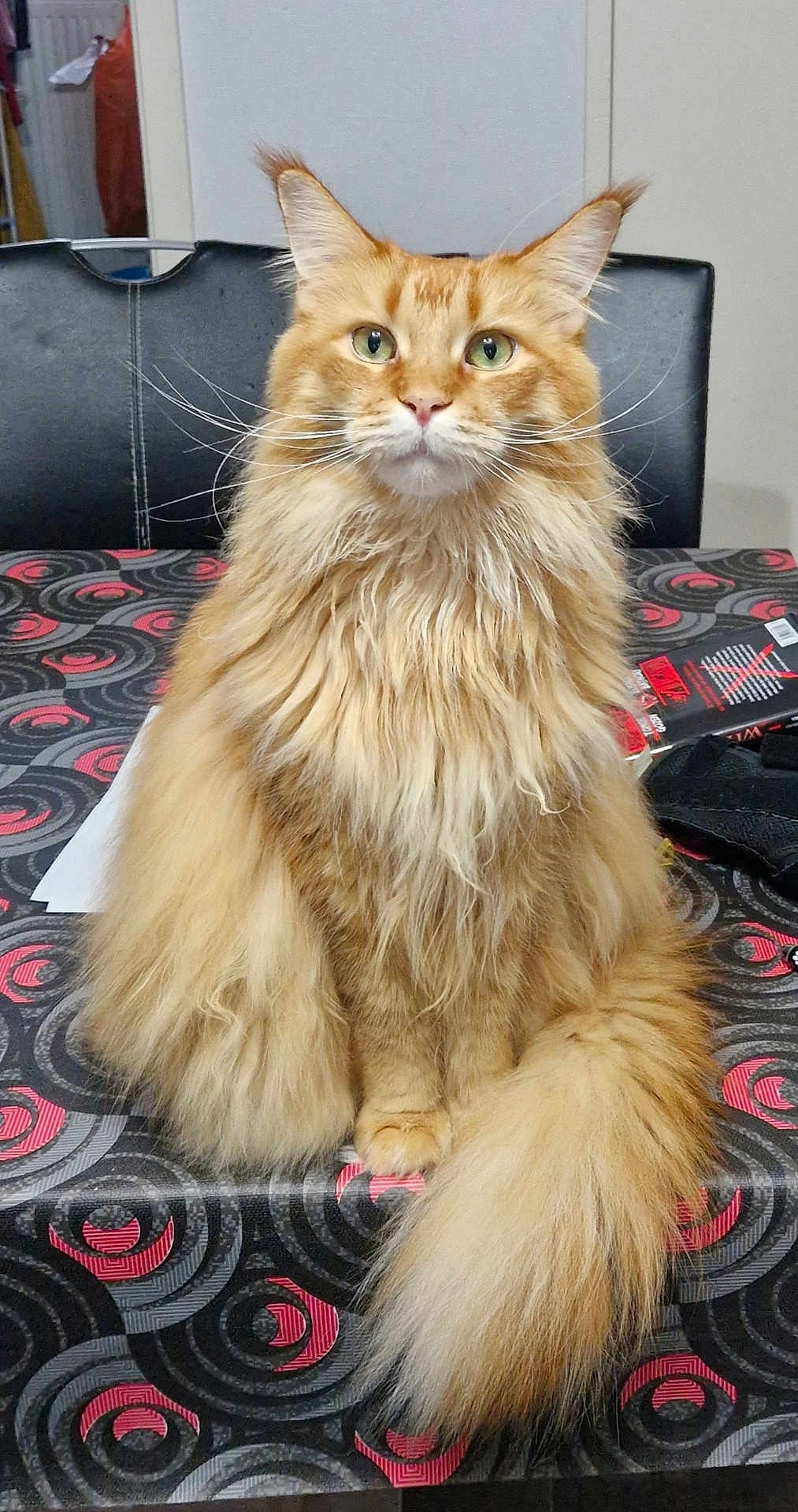 Freya participe au concours pour gagner de l'argent avec cette photo : cat, orange_tabby, fluffy, long_hair, sitting, table, tablecloth, indoor, green_eyes, pet, domestic_cat, feline, whiskers, tail, chair, patterned, curious, fur, looking_at_camera, household