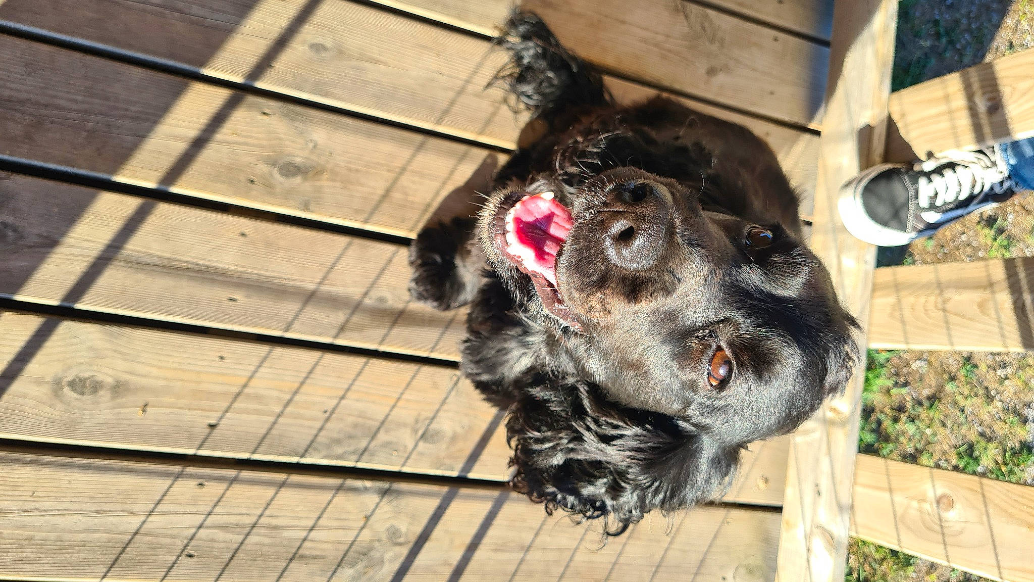 Orphée participe au concours pour gagner de l'argent avec cette photo : canidae, carnivore, companion_dog, dog, dog_breed, fur, guard_dog, hardwood, liver, spaniel, sporting_group, wood, working_animal