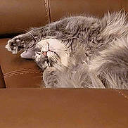 Oliver Puddington joined the competition — help win amazing prizes! cat, gray_cat, fluffy, sleeping, relaxed, paw, leather_couch, indoor, pet, feline, whiskers, nose, fur, cozy, resting, animal, cute, domestic_cat, mammal, closeup