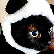Thelma Breadbox is registered to the contest to win money with this photo: cat, black_cat, animal, pet, close_up, wide_eyes, fluffy_hat, costume, cute, adorable, feline, portrait, indoor, whiskers, black_fur, white_hat, ears, face, curious, soft_texture