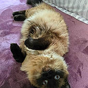 Oatmeal Barnaby joined the competition — help win amazing prizes! cat, siamese, fluffy, blue_eyes, upside_down, blanket, purple, pillow, striped, indoor, pet, fur, whiskers, relaxed, cute, animal, lying_down, cozy, home, soft