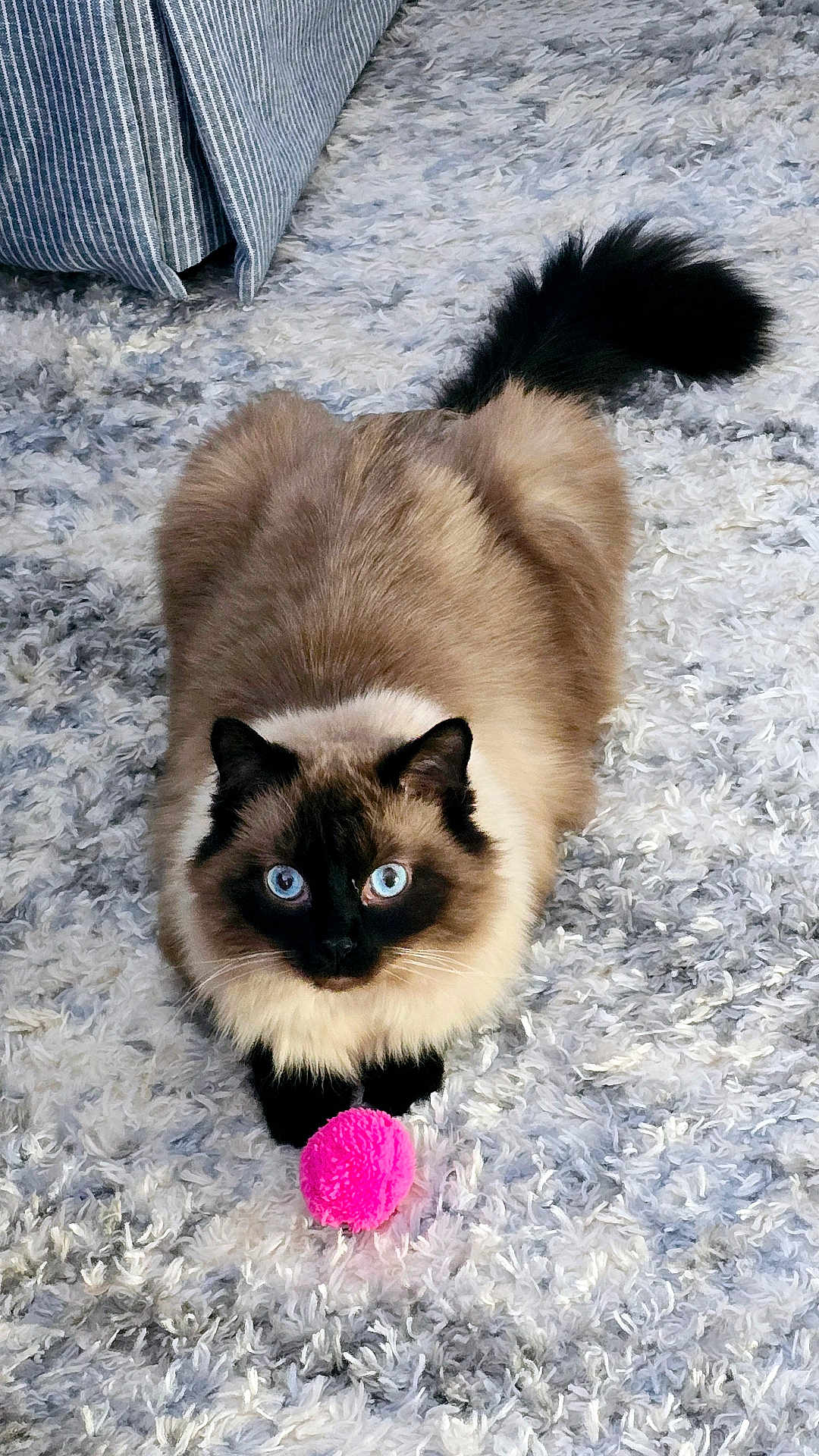Oatmeal Barnaby