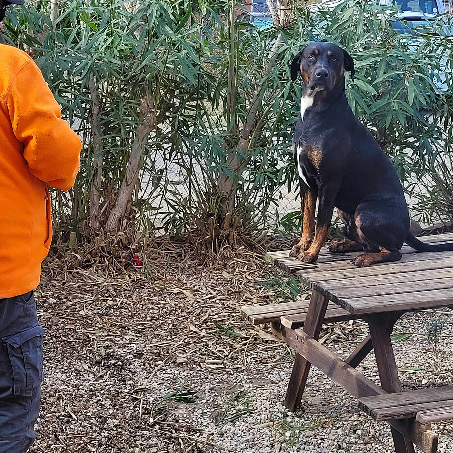 Ojo participe au concours pour gagner de l'argent avec cette photo : animal, architecture, boy, building, canine, child, clothing, dog, male, nature, outdoors, pants, person, pet, plant, shelter, slate, tree, wood, yard