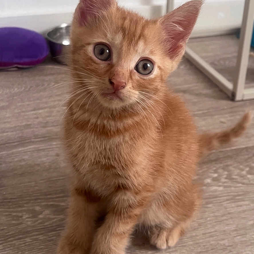 Caramel