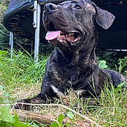Ares participe au concours pour gagner de l'argent avec cette photo : dog, brindle, tongue_out, grass, trampoline, outdoor, pet, canine, happy, nature, playful, animal, fur, muzzle, ears, snout, summer, greenery, relaxing, backyard