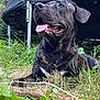 dog, brindle, tongue_out, grass, trampoline, outdoor, pet, canine, happy, nature, playful, animal, fur, muzzle, ears, snout, summer, greenery, relaxing, backyard
