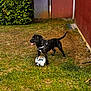 Ares a rejoint le concours — aidez-le/la à gagner de superbes lots ! dog, black_dog, soccer_ball, grass, yard, outdoor, playful, pet, animal, fence, bush, greenery, daylight, tongue_out, leash, standing, patchy_grass, garden, wall, play