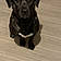 Ares
