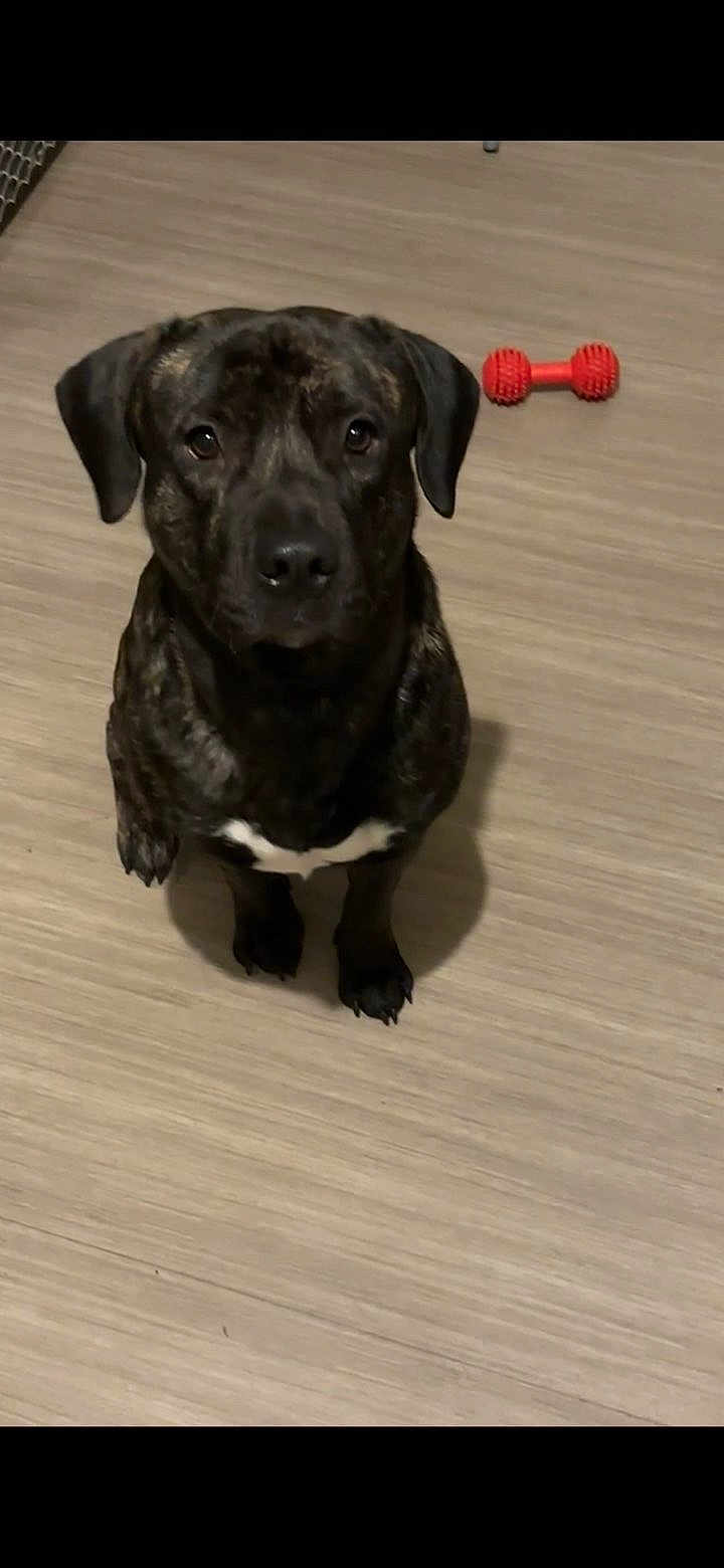 Ares participe au concours pour gagner de l'argent avec cette photo : dog, brindle, pet, indoor, floor, toy, chew_toy, obedient, looking_up, animal, canine, domestic_animal, brown, black, white_patch, ears, sitting, cute, companion, household
