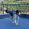 dog, australian_shepherd, balcony, blue_floor, outdoor, nature, forest, greenery, tail, tongue_out, happy, pet, animal, sunlight, fence, mountain, daytime, walking, tricolor, canine