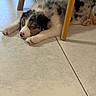 puppy, dog, sleeping, floor, tile, wooden_chair, indoor, pet, cute, fur, tricolor, resting, paw, nose, animal, cozy, home, legs, relaxed, domestic
