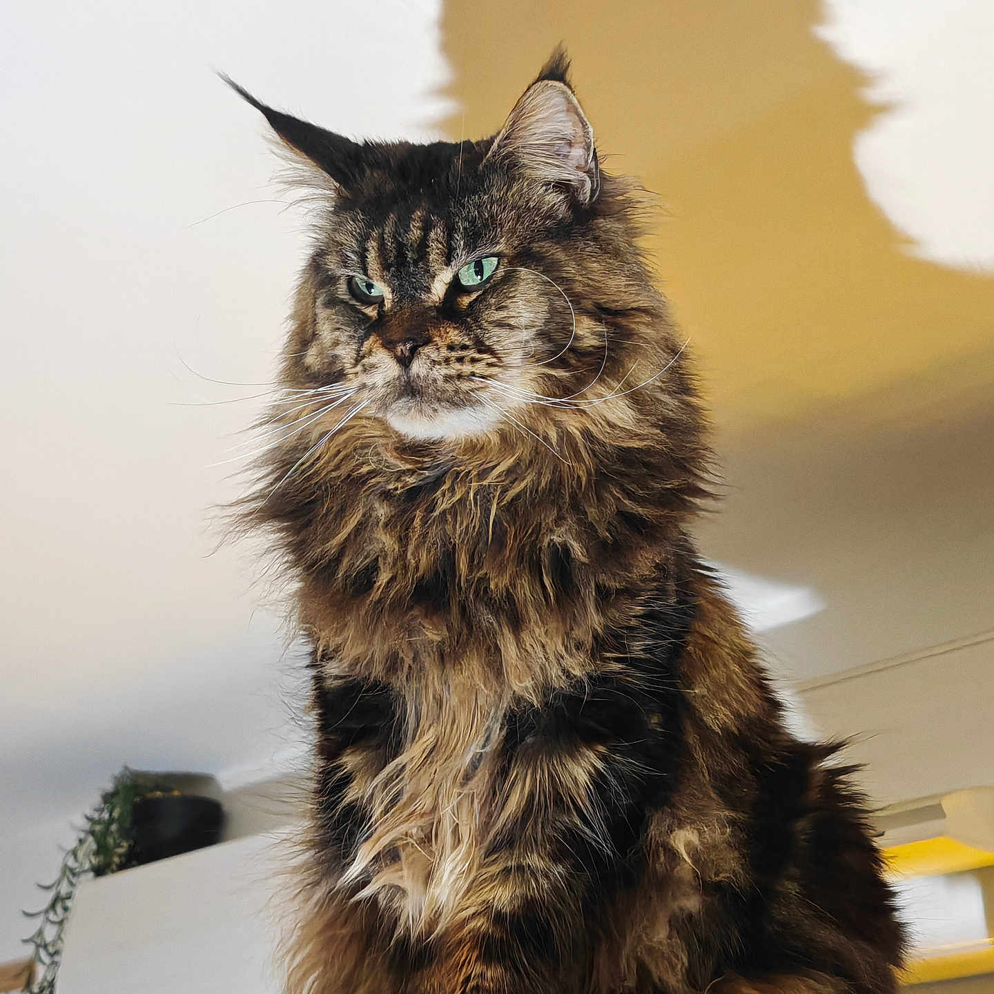 Safari a rejoint le concours — aidez-le/la à gagner de superbes lots ! cat, fluffy, green_eyes, shadow, indoor, pet, feline, portrait, animal, sitting, fur, whiskers, majestic, houseplant, perch, closeup, brown, tabby, domestic_cat, calm