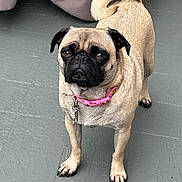 Hope joined the competition — help win amazing prizes! animal, black_mask, canine, curled_tail, dark_eyes, dog, fawn_coat, front_view, funny_expression, home, leash, outdoor, pet, pink_collar, portrait, pug, short_muzzle, standing, tile_floor, wrinkled_face