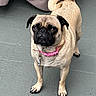 animal, black_mask, canine, curled_tail, dark_eyes, dog, fawn_coat, front_view, funny_expression, home, leash, outdoor, pet, pink_collar, portrait, pug, short_muzzle, standing, tile_floor, wrinkled_face