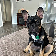 Winnie joined the competition — help win amazing prizes! black_and_tan, carpet, collar, couch, dog, dog_tag, fireplace, framed_photos, french_bulldog, home, indoors, large_ears, living_room, paws, pet, pet_gate, portrait, sitting, white_chest, wrinkled_face