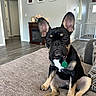 black_and_tan, carpet, collar, couch, dog, dog_tag, fireplace, framed_photos, french_bulldog, home, indoors, large_ears, living_room, paws, pet, pet_gate, portrait, sitting, white_chest, wrinkled_face