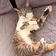 Ashy is registered to the contest to win money with this photo: animal, cat, claws, couch, cute, feline, fur, green_eyes, grey, indoor, lying_down, mammal, paw, pet, playful, quilted, relaxed, tabby, whiskers, white