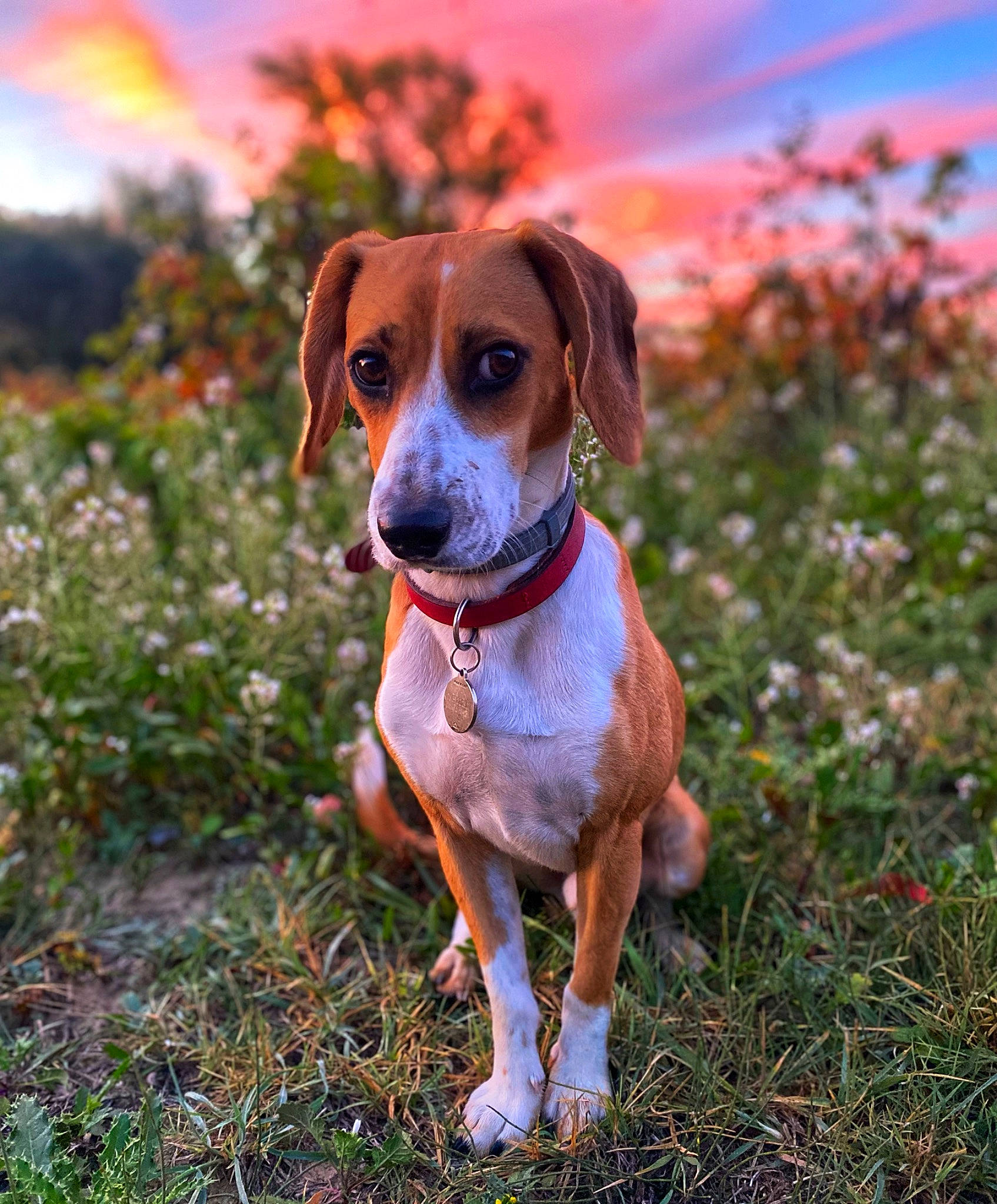 Lupo a rejoint le concours — aidez-le/la à gagner de superbes lots ! canidae, carnivore, cloud, collar, companion_dog, dog, dog_breed, fawn, flower, grass, gun_dog, herbaceous_plant, hound, liver, plant, prairie, sky, snout, sporting_group, whiskers