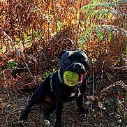 Valkyrie participe au concours pour gagner de l'argent avec cette photo : animal, ball, black_dog, canine, daylight, dog, dry_leaves, fern, forest_floor, grass, green_ball, happy, nature, outdoor, pet, plant, playful, summer, sunlight, woods