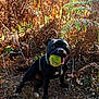 animal, ball, black_dog, canine, daylight, dog, dry_leaves, fern, forest_floor, grass, green_ball, happy, nature, outdoor, pet, plant, playful, summer, sunlight, woods