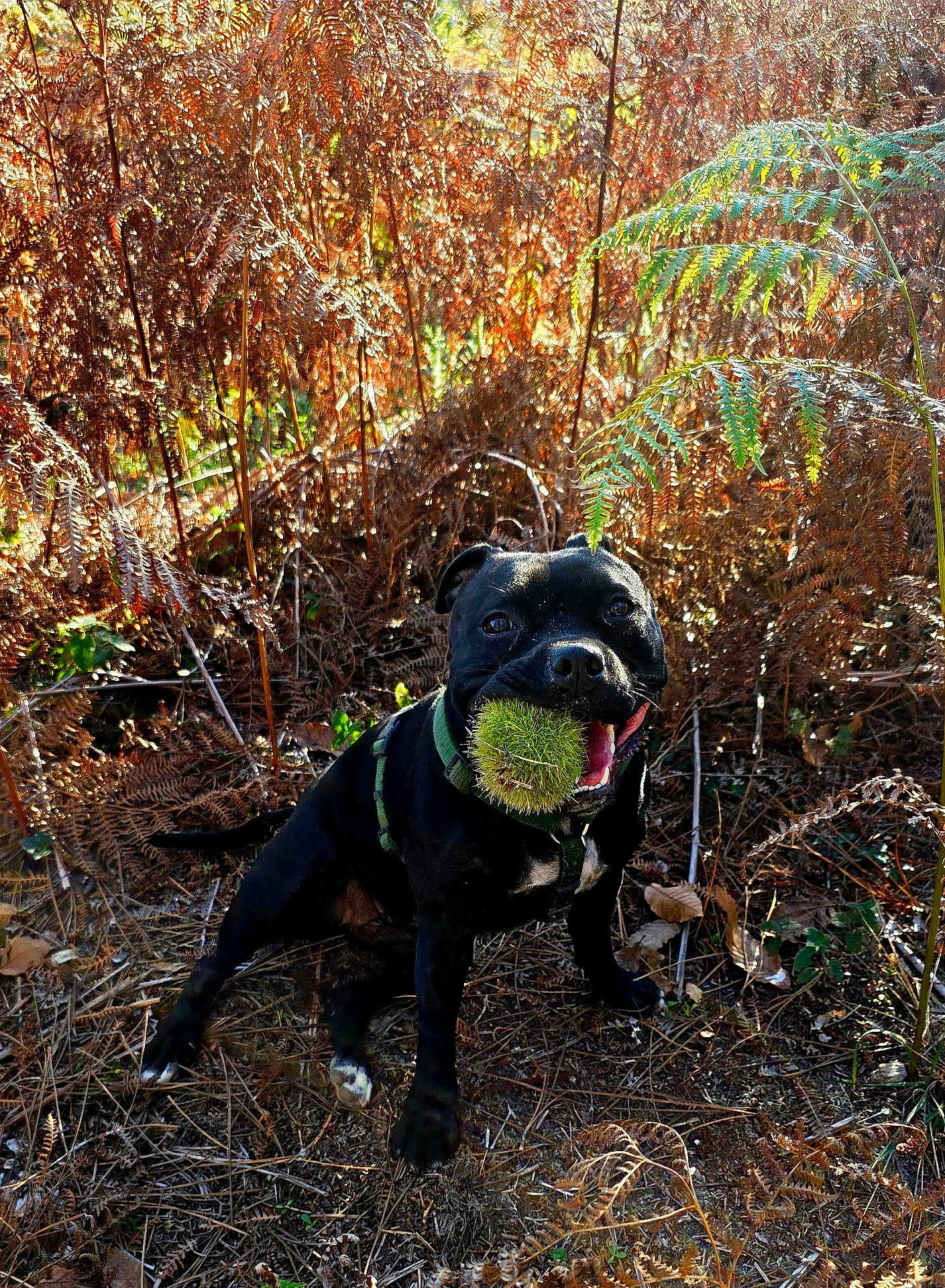 Valkyrie participe au concours pour gagner de l'argent avec cette photo : animal, ball, black_dog, canine, daylight, dog, dry_leaves, fern, forest_floor, grass, green_ball, happy, nature, outdoor, pet, plant, playful, summer, sunlight, woods