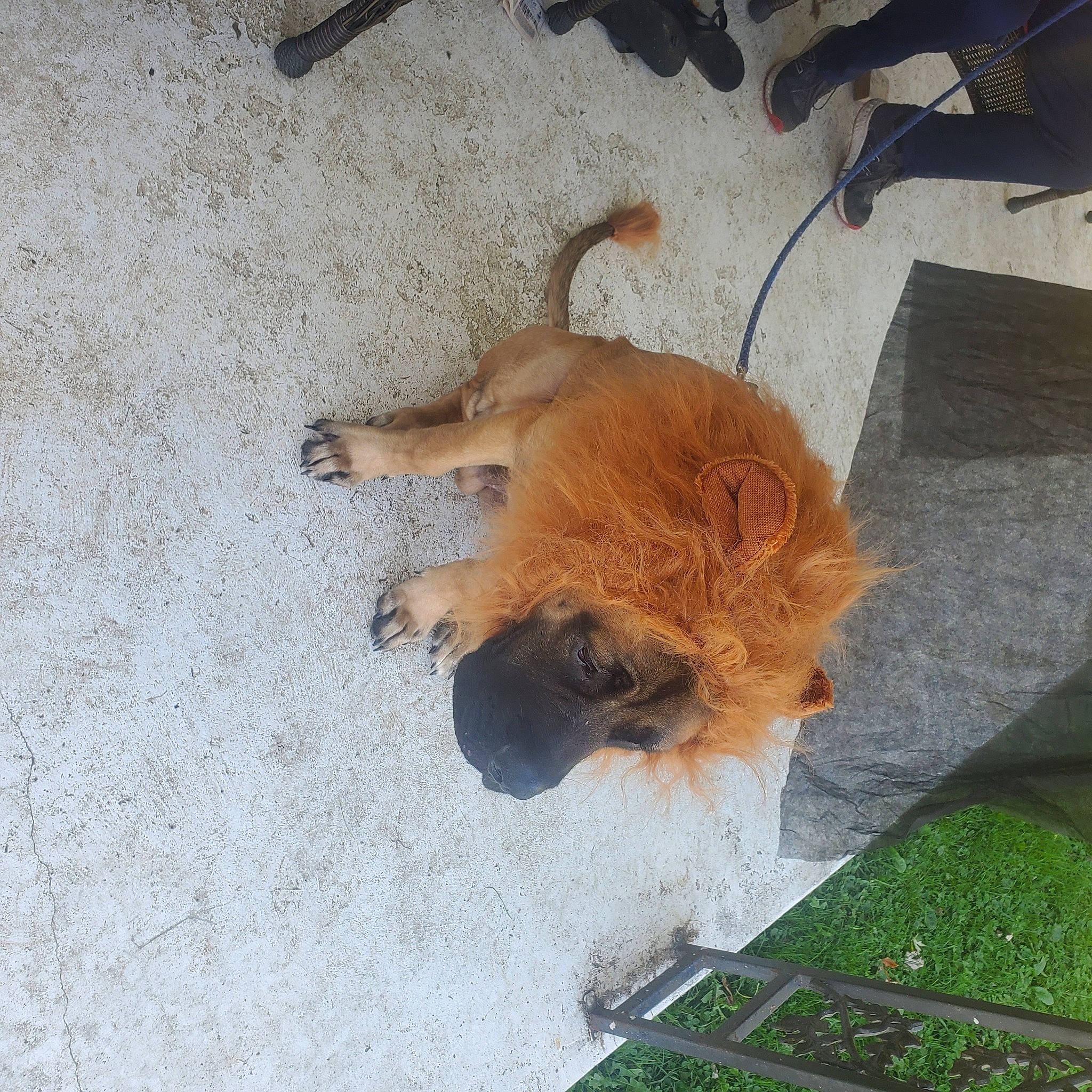 Deku joined the competition — help win amazing prizes! canidae, carnivore, companion_dog, dog, dog_breed, fawn, sporting_group