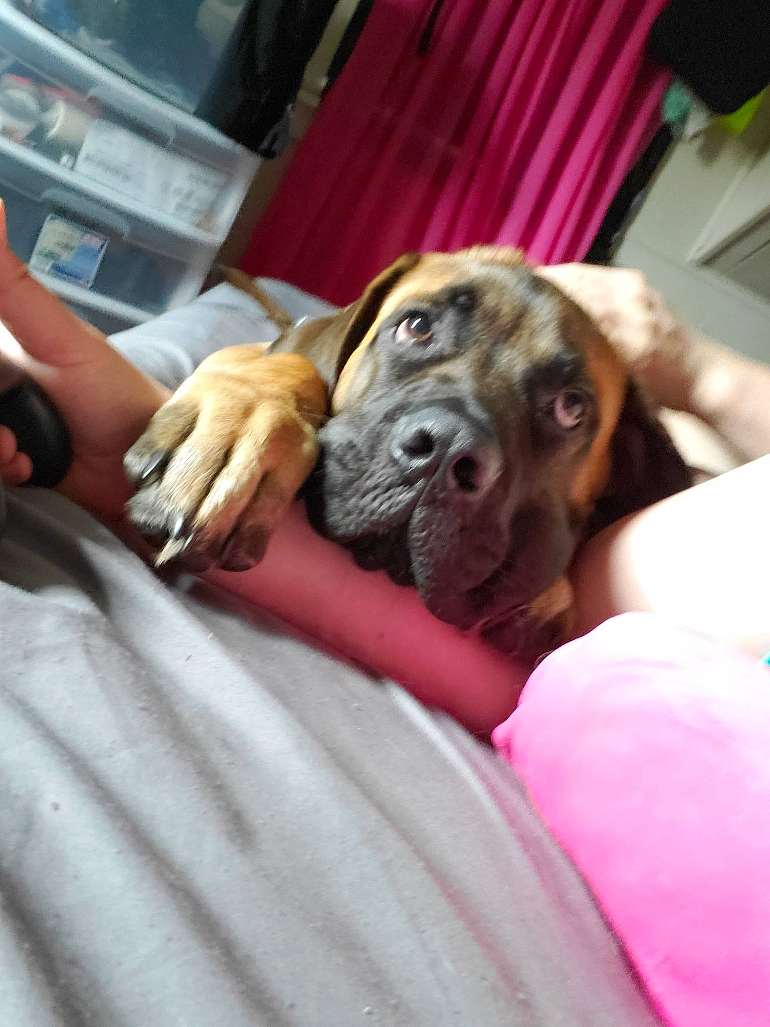 Deku is registered to the contest to win money with this photo: boxer, bullmastiff, canidae, carnivore, dog, dog_breed, ear, fawn, fila_brasileiro, guard_dog, mouth, pink, puppy, puppy_love, rhodesian_ridgeback, skin, snout, sporting_group