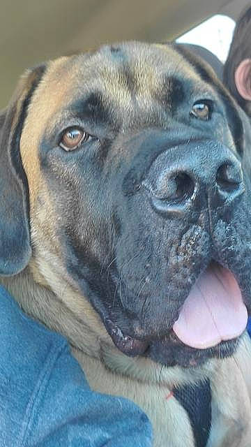 Deku is registered to the contest to win money with this photo: alano_espanol, american_mastiff, ancient_dog_breeds, bandog, boerboel, bullmastiff, canidae, carnivore, dog, dog_breed, english_mastiff, fawn, fila_brasileiro, giant_dog_breed, guard_dog, mammal, molosser, snout, sporting_group, vertebrate