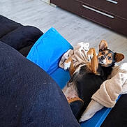 Lilas a rejoint le concours — aidez-le/la à gagner de superbes lots ! dog, small_dog, lying_down, blue_cushion, blanket, indoor, living_room, floor, wooden_floor, cabinet, furniture, cozy, pet, relaxed, ears_up, brown_black_fur, comfortable, resting, domestic_animal, cute