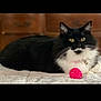 cat, tuxedo_cat, black_cat, pet, indoor, bed, blanket, toy_ball, pink_ball, whiskers, yellow_eyes, collar, bell, dresser, furniture, cozy, portrait, fur, paw, domestic_cat
