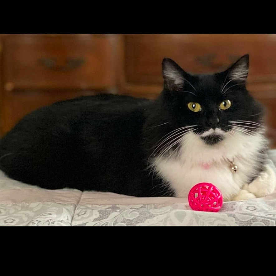 Moustache is registered to the contest to win money with this photo: bed, bell, black_cat, blanket, cat, collar, cozy, domestic_cat, dresser, fur, furniture, indoor, paw, pet, pink_ball, portrait, toy_ball, tuxedo_cat, whiskers, yellow_eyes