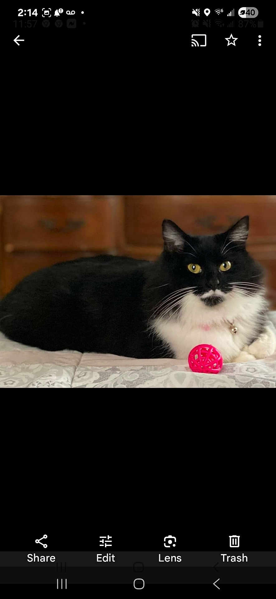 Moustache is registered to the contest to win money with this photo: cat, tuxedo_cat, black_cat, pet, indoor, bed, blanket, toy_ball, pink_ball, whiskers, yellow_eyes, collar, bell, dresser, furniture, cozy, portrait, fur, paw, domestic_cat